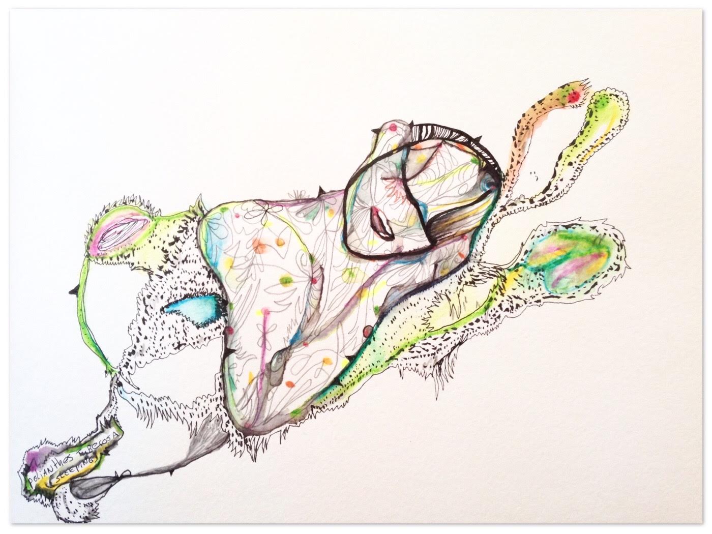 sleeping tuberosa polyanthus.jpg